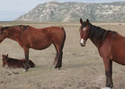 Asinara in bicicletta | Cavallinyyy