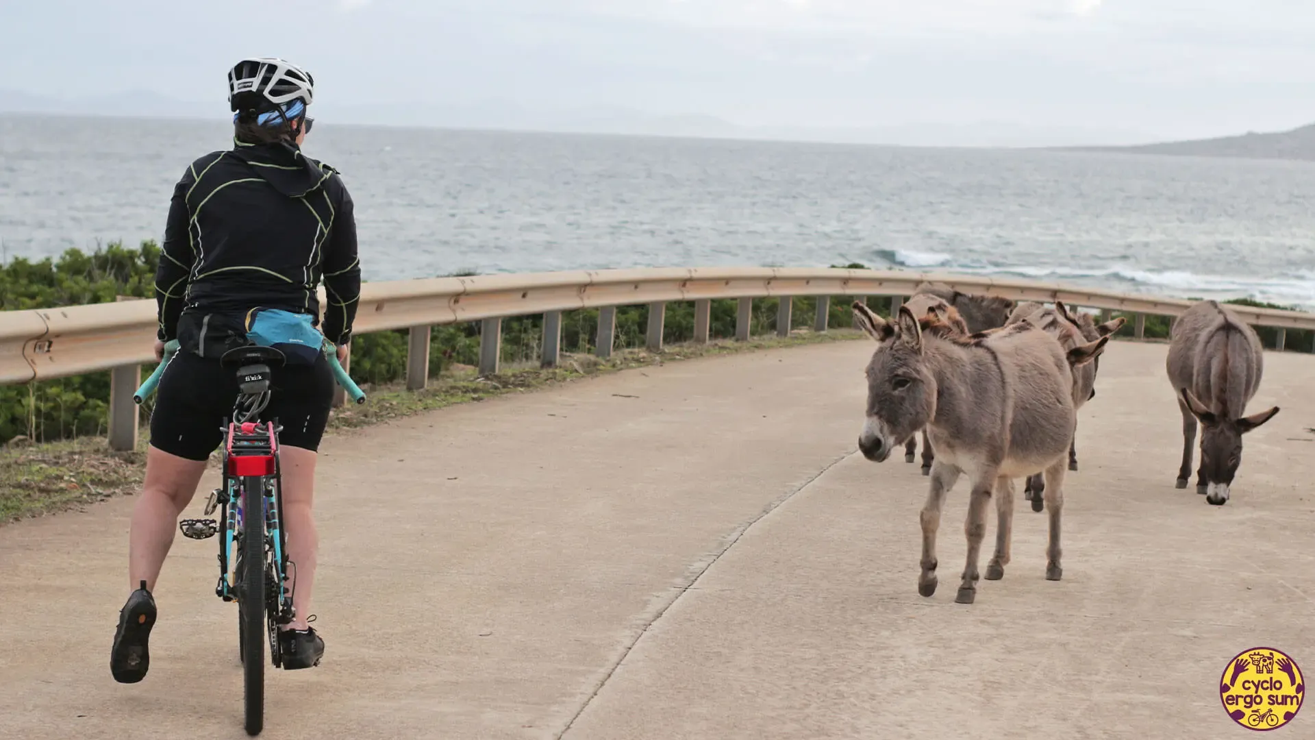 Asinara in bici | Approcci timidi
