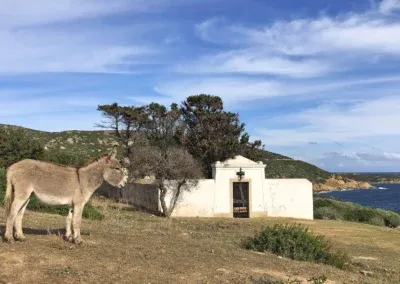 Asinara in bici | Asinello di Cala d'Oliva