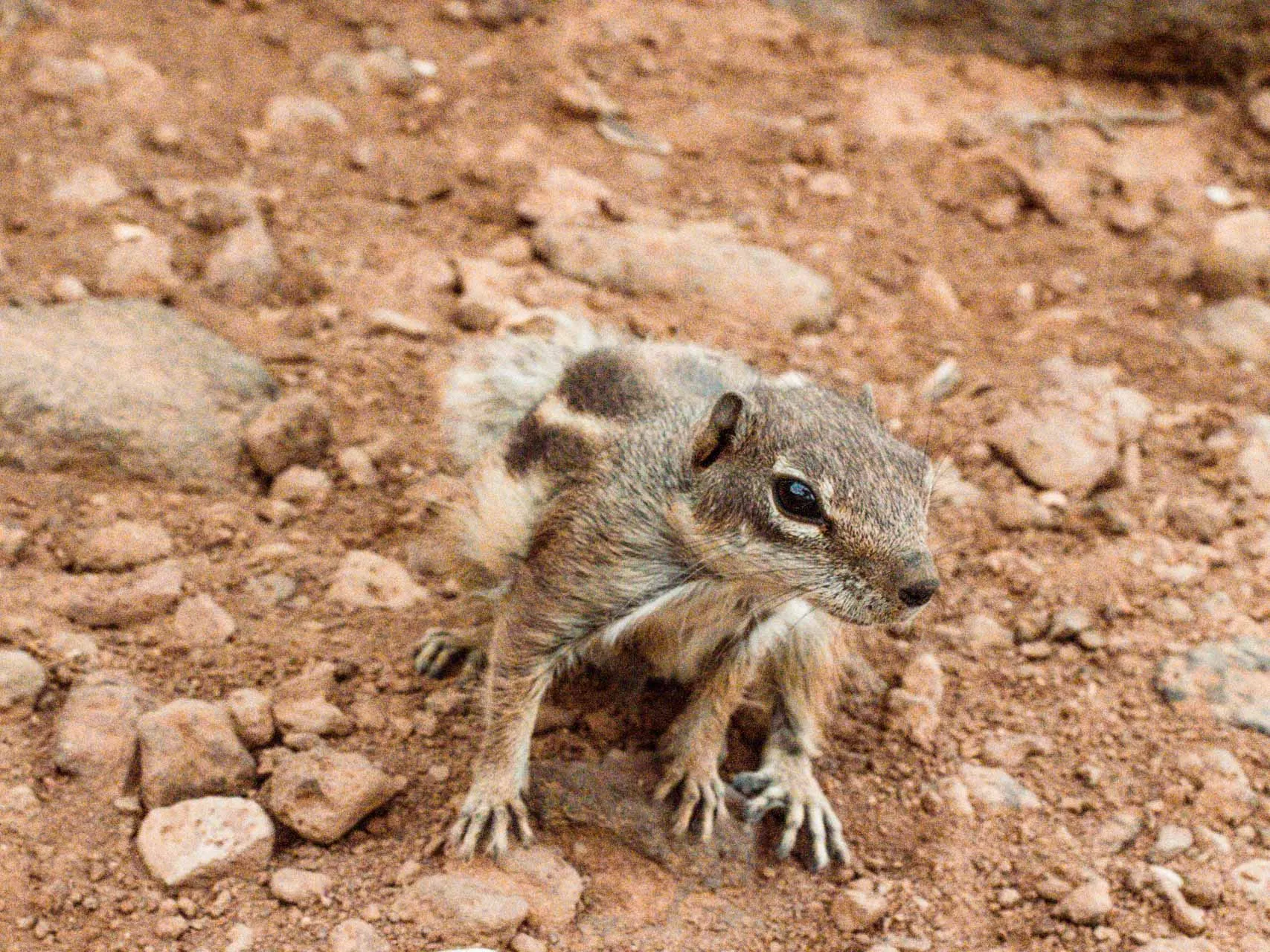 Le 5 più belle strade di Lanzarote | Guatiza indicazioni